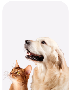 Pet Supplies